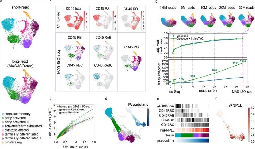 Figure 1. Single-cell isoform sequencing with MAS-ISO-seq, highlighting individual cell gene expression and splicing variations.